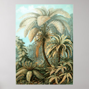 Poster Haeckel Palm Tree