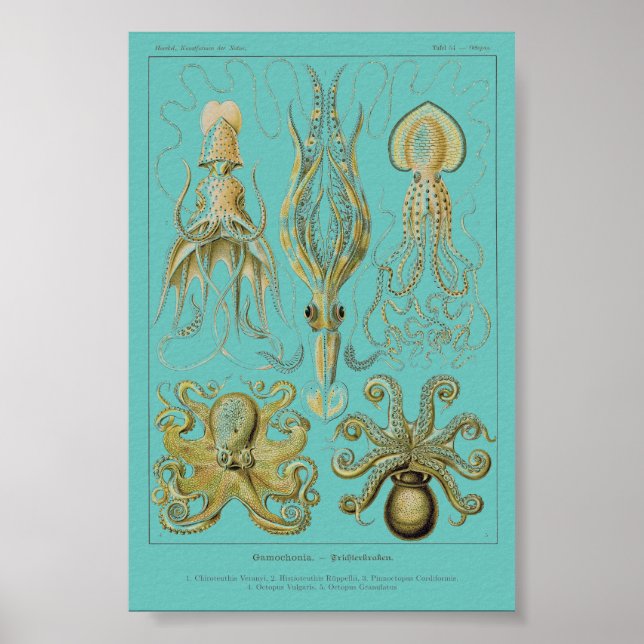 Poster Haeckel Squid, Gamochonia (Devant)