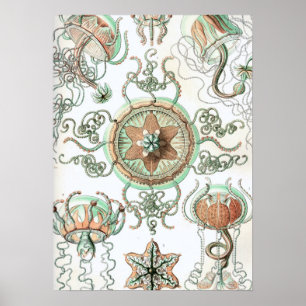 Poster Haeckel Trachomedusae