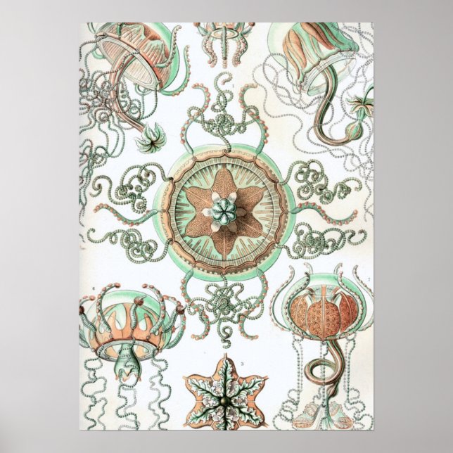 Poster Haeckel Trachomedusae (Devant)