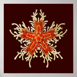 Poster Haeckel Vintage personnalisable