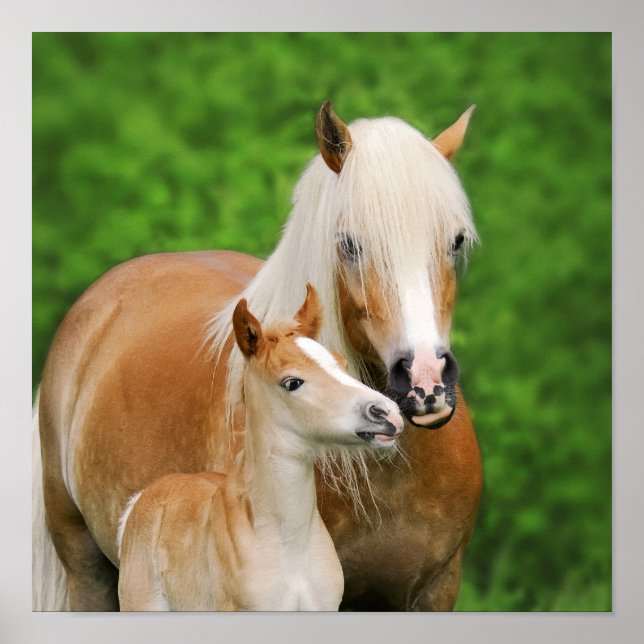 Poster Haflinger Horses Cute Foal Kiss maman Photo Carré (Devant)