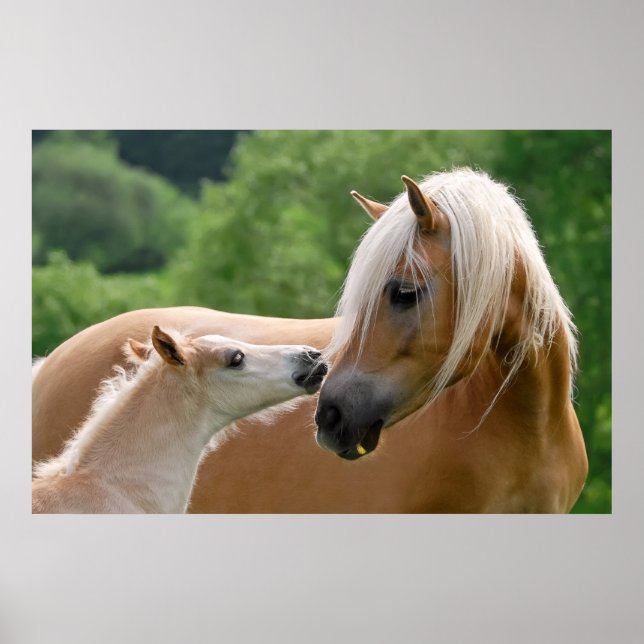 Poster Haflinger mare and foal cuddling (Devant)