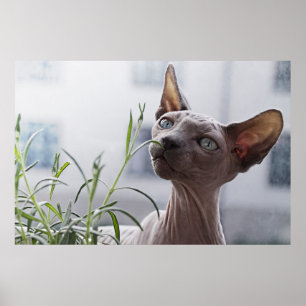 Poster Hairless Sphinx Cat