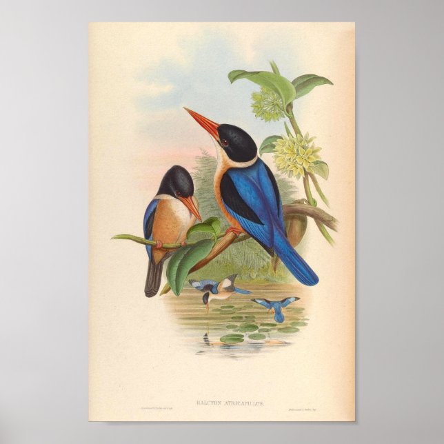 Poster Halcyon Atricapillus Kingfisher Oiseaux Vintages (Devant)