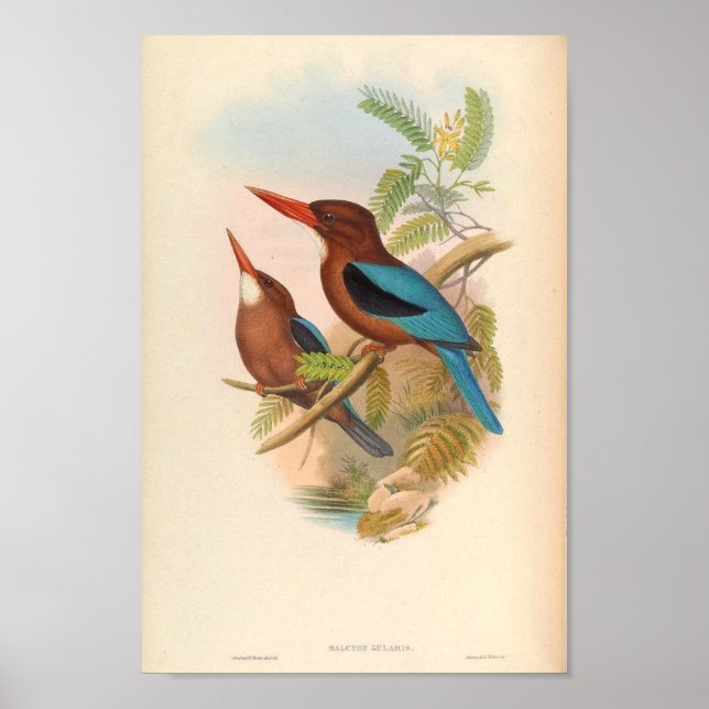 Poster Halcyon Cularis Kingfisher Oiseaux Vintages (Devant)