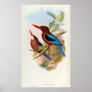 Poster Halcyon Gularis (martin-pêcheur à gorge blanche)