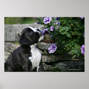Poster Halètement de chien de boxeur