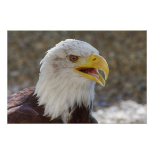 Poster Haliaeetus leucocephalus