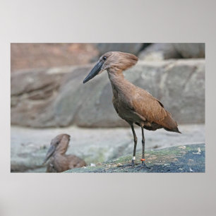 Poster Hamerkop (Scopus umbretta)
