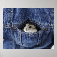 Hamster dans la poche