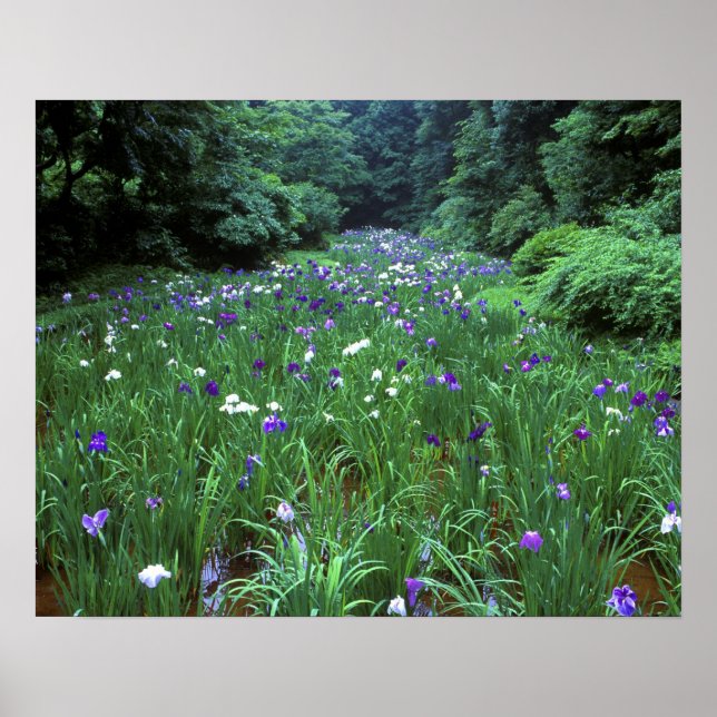 Poster Hana Shobu (Iris japonais de l'eau), Meiji Shrine, (Devant)