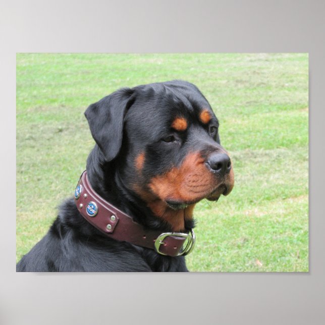 Poster Handsome Rottweiler (Devant)