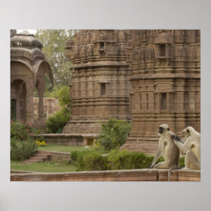 Poster Hanuman Langurs ou noir, commun ou gris