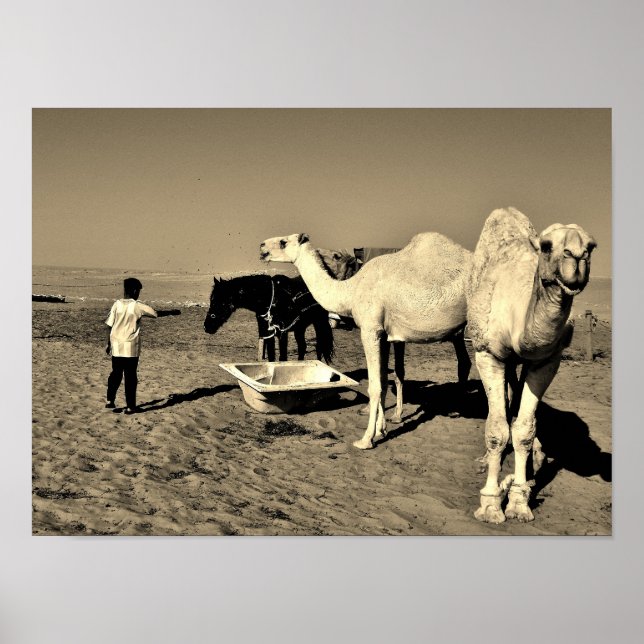 Poster Happy Camel (Devant)