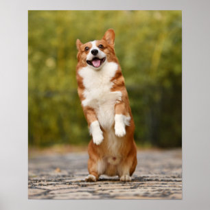 Poster Happy Corgi Puppy photo debout