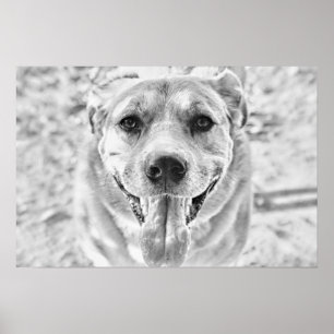 Poster Happy Dog imprimé sur l'affiche