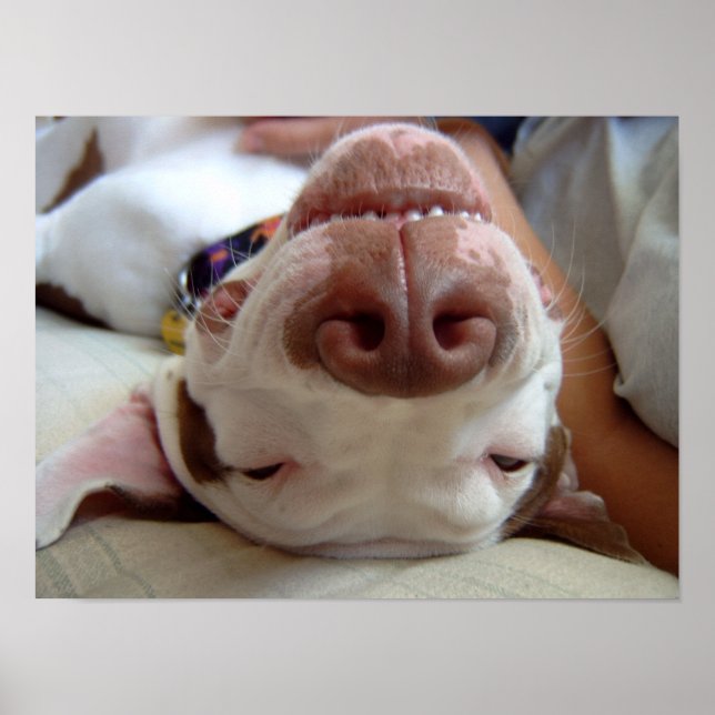 Poster Happy Dog Print (Devant)