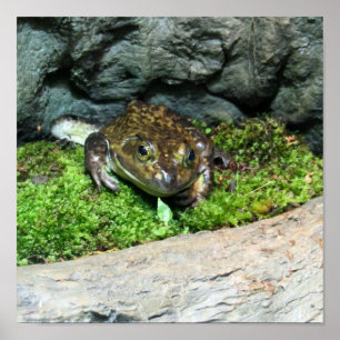 Poster Happy Frog