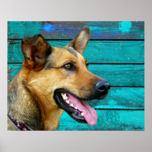 Poster Happy German Shepherd Dog