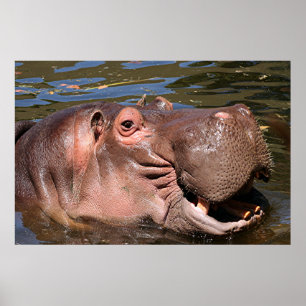 Poster Happy hippo