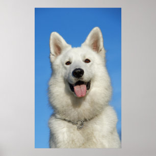 Poster Happy Swiss Shepherd dog