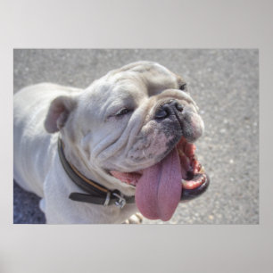 Poster Happy White Bulldog