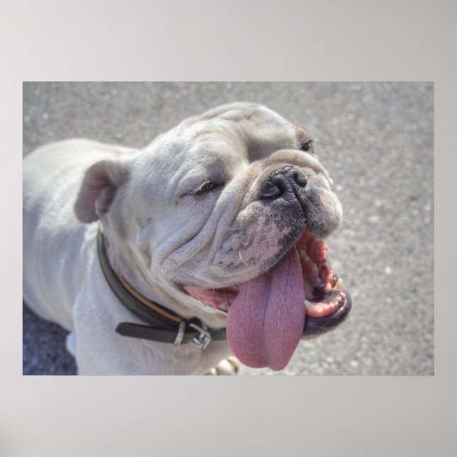 Poster Happy White Bulldog (Devant)
