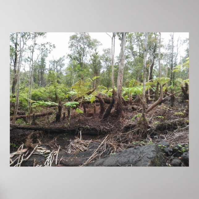 POSTER HAPUU FERNS GRANDE ÎLE HAWAII (Devant)