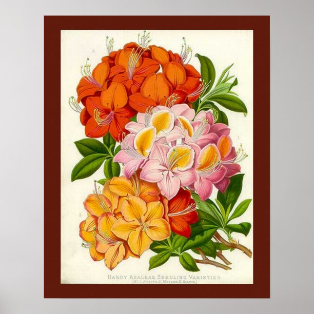 Poster Hardy Azaleas par Sir Joseph Paxton (Devant)