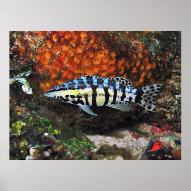 Poster Harlequin Bass (Devant)