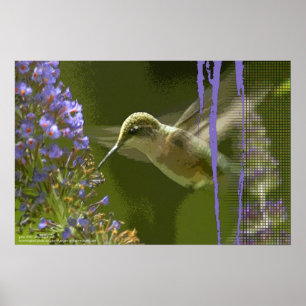 Poster Harmonie des colibris par Gregory Gallo