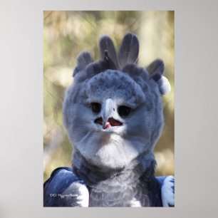 Poster Harpy Eagle