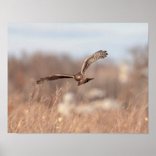 Poster Harrier du nord 14x11
