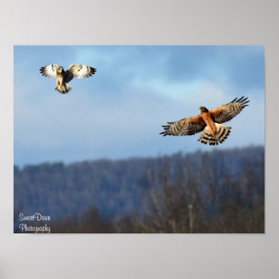 Poster Harrier du Nord et Short=Poster de la Chouette aur