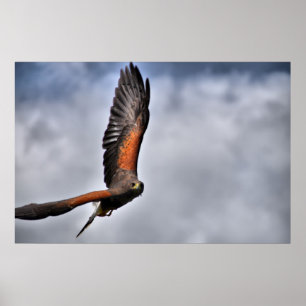 Poster Harris Hawk