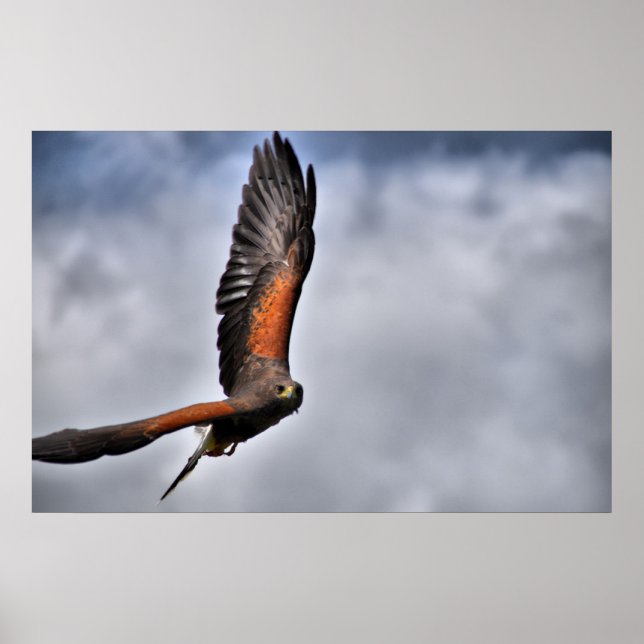 Poster Harris Hawk (Devant)