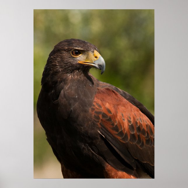 Poster Harris Hawk (Devant)