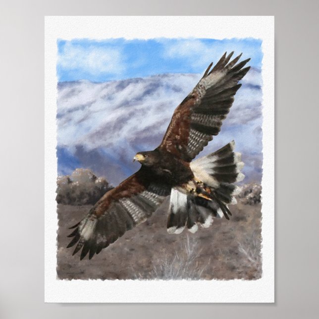 Poster Harris Hawk - pastel (Devant)