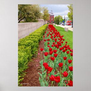 Poster Haupt Bulbs
