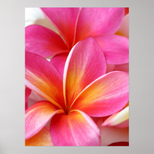 Poster Hawaïen rose de fleur d'Hawaï de Frangipani de