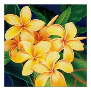 Poster Hawaïen tropical de Plumeria de paradis