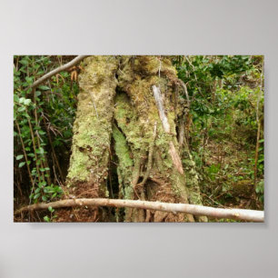 POSTER HAWAII OHIA AVEC BENT GUAVA TREE