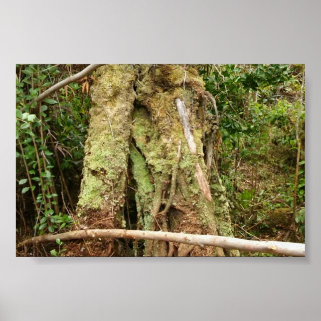 POSTER HAWAII OHIA AVEC BENT GUAVA TREE (Devant)
