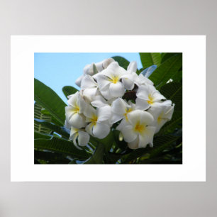 Poster Hawaii Plumeria