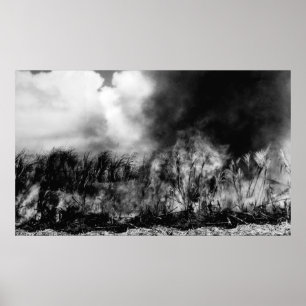 Poster Hawaii - Vue du champ de canne à sucre sur le feu