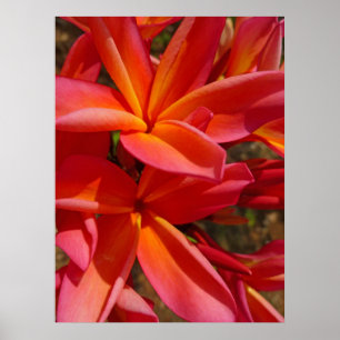 Poster Hawaiian Frangipani