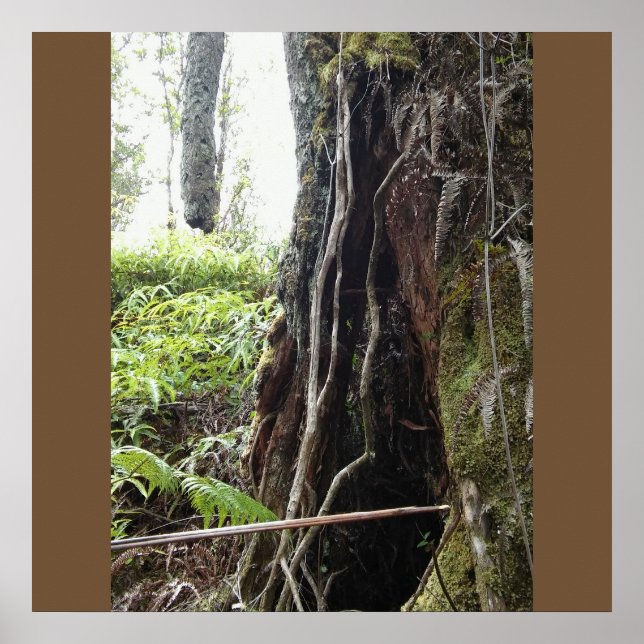 POSTER HAWAIIAN OHIA TREE (Devant)