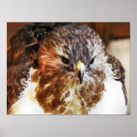 HAWK