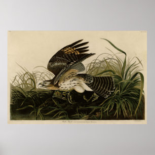 Poster Hawk d'hiver, les oiseaux d'Amérique de John James